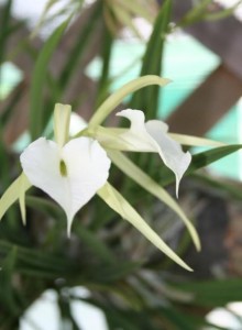 Brassavola Nodosa