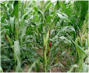 Maishi chiki
