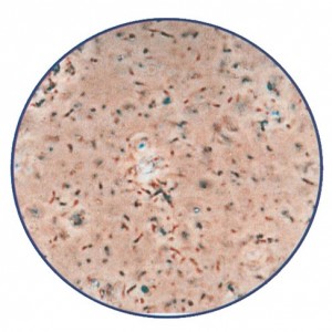 Bakteria foto sentetiko